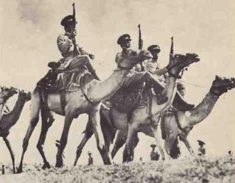 italainos camellos