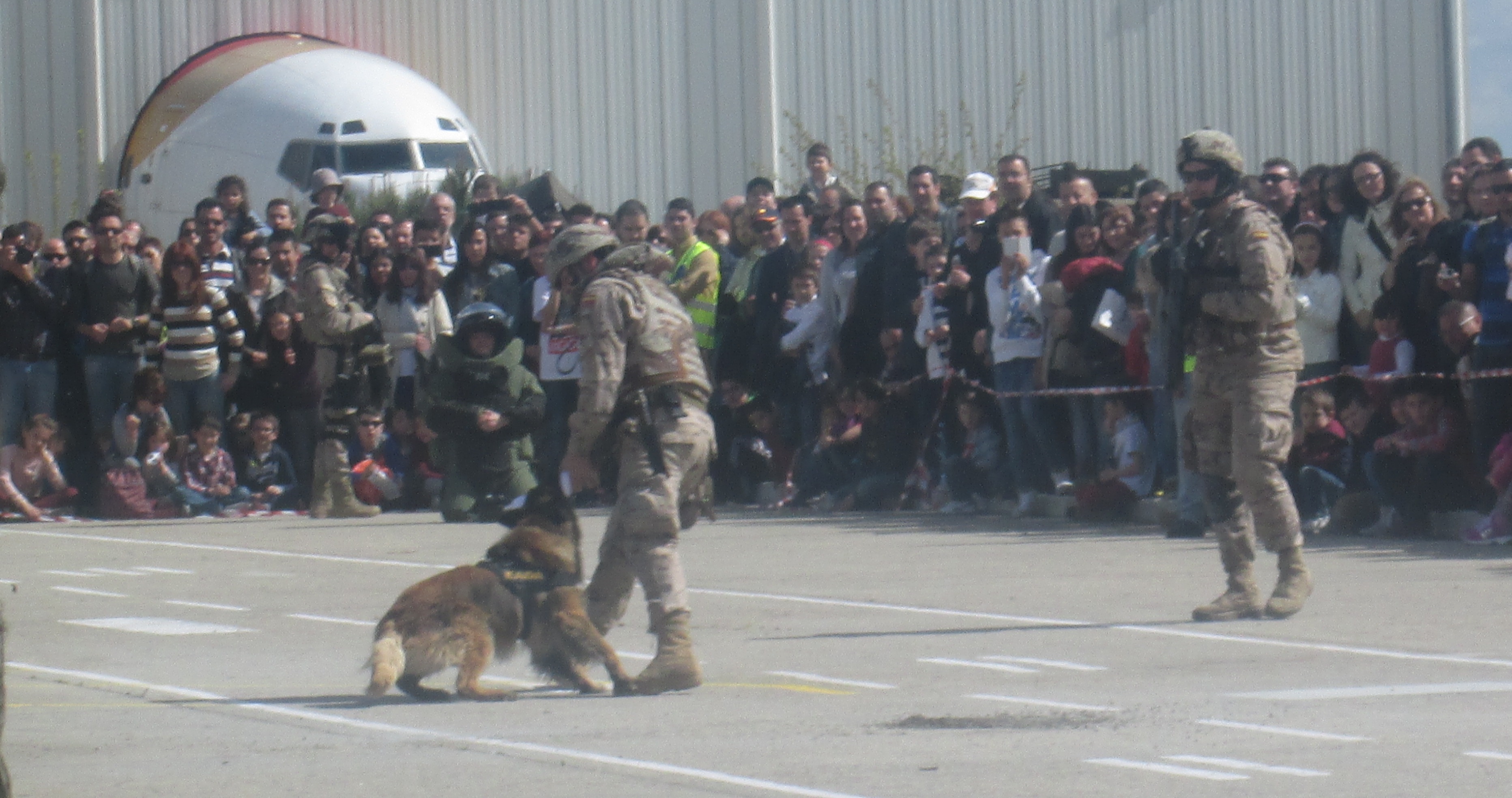 38. Perro buscaminas del Ejército Español.